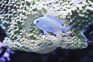 Chromis fish swimming in an aquarium. Underwater life in the zoo