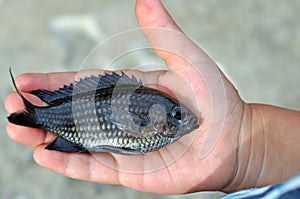 Chromis. Rare Fish of Ukraine