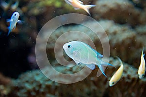 Chromis virdis