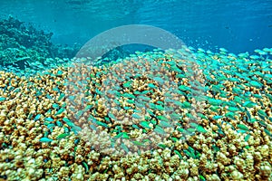 Chromis viridis ,green chromis ,damselfish