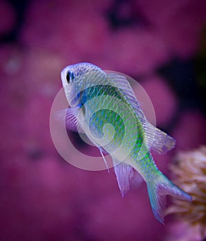 Chromis Viridis in marine tank