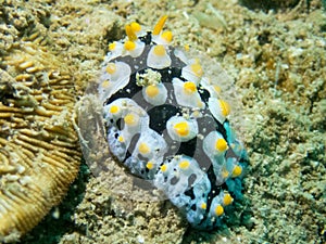 A Chromodorid Nudibranch, Risbecia godeffroyana. Uepi, Solomon Islands