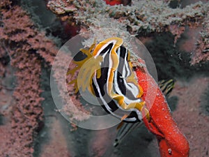 A Chromodoris Africana nudibranch in the Red Sea