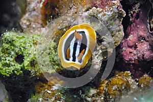 A Chromodoris Africana nudibranch in the Red Sea