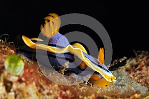 Chromodoris Annae