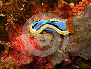 Chromodoris Annae