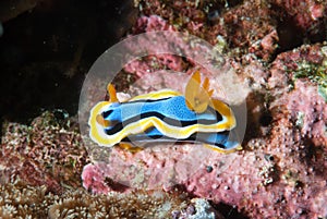 Chromodoris annae Nudibranch Anilao Philippines