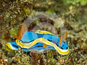 Chromodoris annae, nudibranch. North Sulawesi