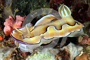 Chromodoris coi