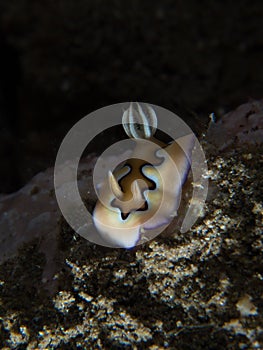 Chromodoris coi nudibranch