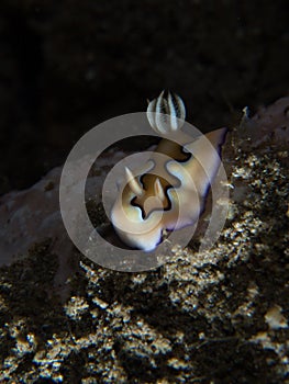 Chromodoris coi nudibranch