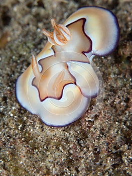 Chromodoris coi nudibranch