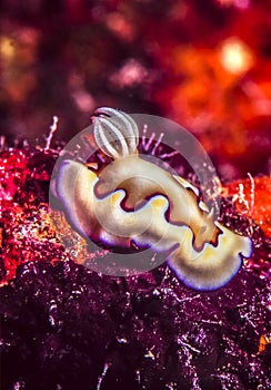 Chromodoris coi nudibranch