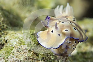 Chromodoris Coi Nudibranch