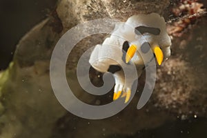 Chromodoris Coi Nudibranch