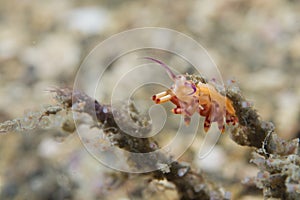 Chromodoris Coi Nudibranch