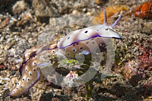 Chromodoris Coi Nudibranch