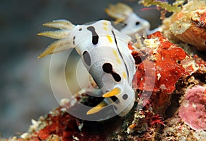 Chromodoris Dianae
