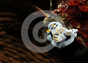 Chromodoris Dianae