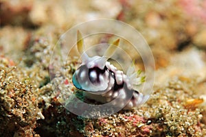 Chromodoris Geometrica