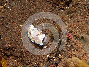 Chromodoris hintuanensis nudibranch 01