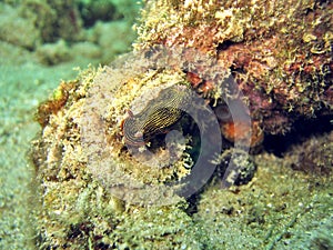 Chromodoris lineolata