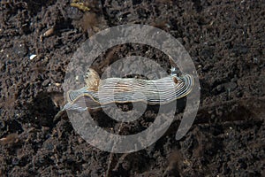 Chromodoris lineolata Nudibranch