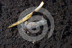 Chromodoris lineolata Nudibranch
