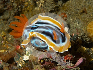 Chromodoris magnifica