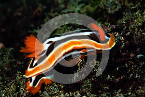 Chromodoris magnifica, colored nudibranch from the indopacic region