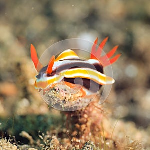 Chromodoris magnifica nudibranch