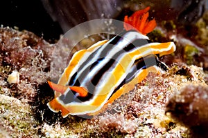 Chromodoris nudibranch kapoposang scuba diver diving