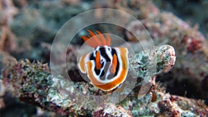 Chromodoris quadricolor or Four Colored Chromodoris