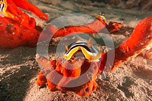 Chromodoris quadricolor in the Red Sea