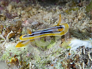 Chromodoris quadricolor in red sea