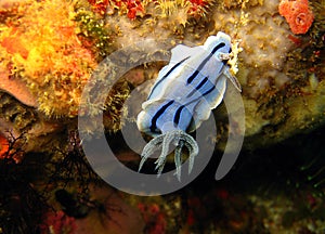 Chromodoris Willani