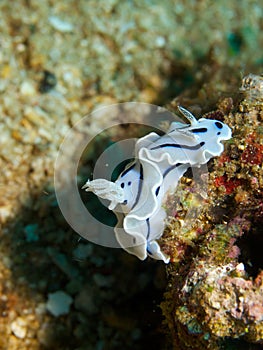 Chromodoris willani