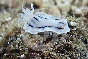 Chromodoris willani Nudibranch