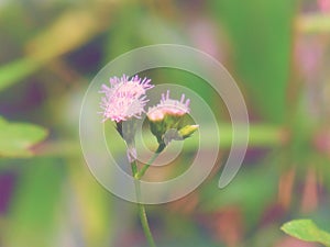 Chromolaena odorata (Common floss flower) Herbs typically found in a field of grass. Selective focus.