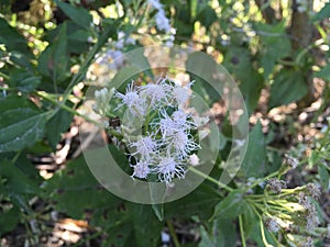 Chromolaena odorata flower in nature garden