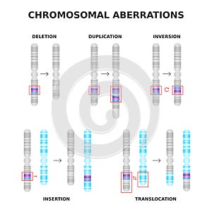 Chromosomal aberrations. Deletion, duplication, inversion, translocation, insertion.