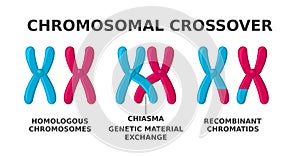 Chromosomal crossover. Exchange of genetic material during meiosis.