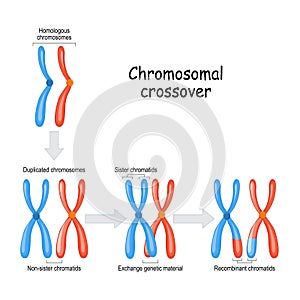 Chromosomal crossover. maternal & paternal Homologous chromosomes