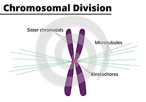 Chromosomal division process didatic illustration.
