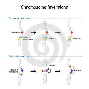 Chromosomal inversion. paracentric and pericentric photo