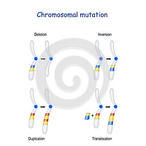 Chromosomal mutation: Inversion, Duplication, Translocation, Deletion