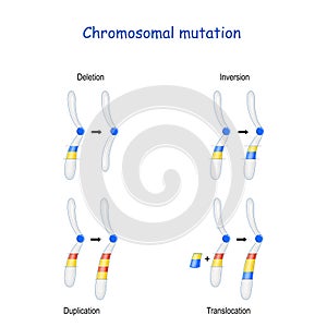 Chromosomal mutation: Inversion, Duplication, Translocation, Deletion photo