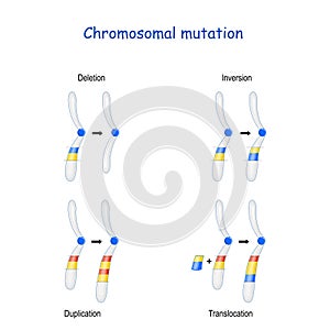 Chromosomal mutation: Inversion, Duplication, Translocation, Deletion photo
