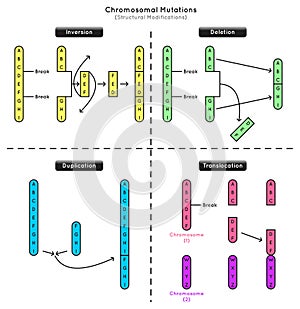 Chromosomal Mutations Structural Modifications Infographic Diagram