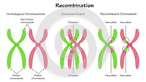 Chromosomal Recombination Vector Presentation Slide